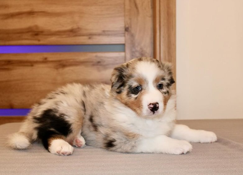 Annie - Australian Shepherd Puppy